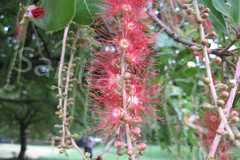 Barringtonia acutangula